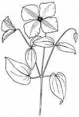 Clematis Flower Drawing Sampaguita Clip Coloring Clipart Wildflower Pages Vector Svg Cliparts Drawings Plant Tulip Easy 33kb Getdrawings Kids Illustration sketch template