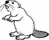 Beaver Coloring Animals Drawing Printable sketch template