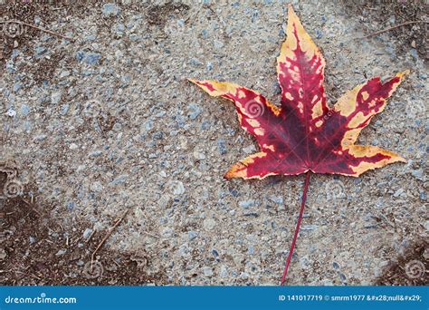 autumn backgrounds red colorred fall leaf  asphalt ground stock