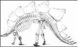 Fossil Coloring Pages Dinosaur Fossils Getcolorings Pag Print Getdrawings sketch template