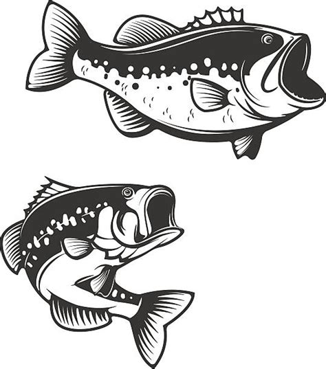 Royalty Free Sea Bass Clip Art Vector Images