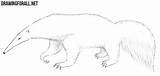 Anteater Draw Animals Drawing Strange Drawingforall sketch template