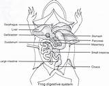 Frog Dissection Labeled Worksheet Duodenum Circulatory Digestive sketch template