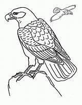 Colorat Vultur Planse Desene Desen sketch template