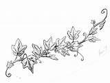 Vine Ivy Drawing Vines Drawings Leaves Leaf Plant Rose Grape Poison Tattoo Draw Clipart Sketches Cliparts Google Clip Flower Tattoos sketch template
