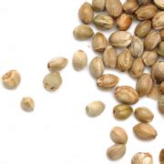 hemp seeds png transparent images png