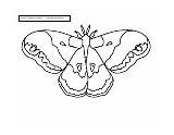 Moth Alison Ainsworth sketch template
