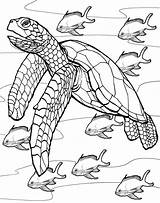 Sea Coloring Turtles sketch template