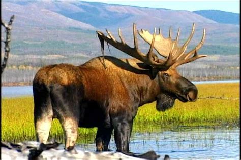 yukon moose yukon wildlife wildlife preserve whitehorse mule deer caribou canada travel