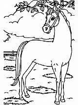Paarden Paard Pferde Malvorlage Ausmalbilder Honden Kleurplaatjes Zo Stimmen Wei 1004 1029 Stemmen Kalender Erstellen sketch template