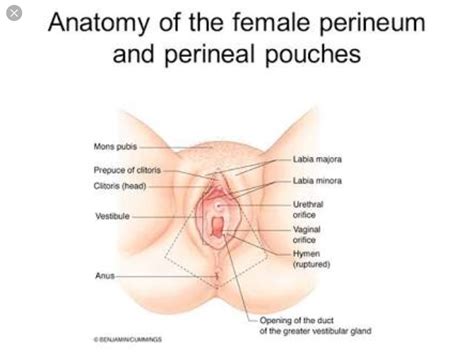 anal vaginal pee hole insertion