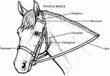 Horse Coloring Pages Bridle Horses Drawing Printable Clipart Colouring Anatomy Stall Book Print Head Bit Bridles Seabiscuit Getdrawings Clipground Popular sketch template