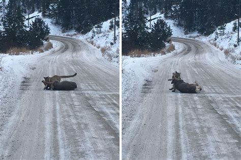 Canada Cougar Takes Down A Deer In The Middle Of The Road Photos