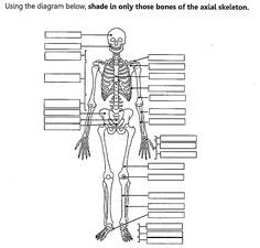 unlabeled human skeleton diagram  images skeletal system skeletal system anatomy human