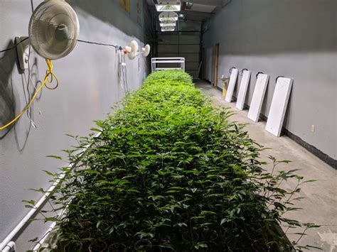 Pin On Growing Cannabis