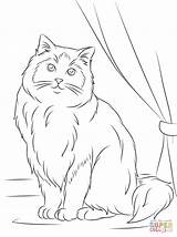 Ragdoll Cat Coloring Pages Cats Printable Drawing Adult Animals Color sketch template