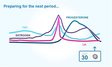 understand the female menstrual cycle ovulation and periods