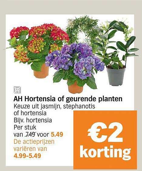 ah hortensia  geurende planten aanbieding bij albert heijn aanbiedingenfoldersbe