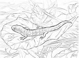 Salamander Coloringbay Realistic Hellokids Salamanders sketch template