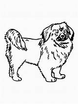 Spaniel Tibetan Hund Malvorlage Titel sketch template