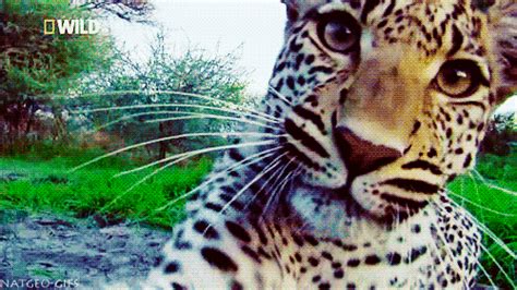 cute leopard s find and share on giphy