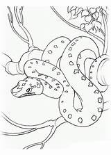 Schlange Ausmalen sketch template
