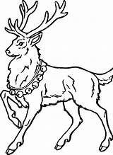Reindeer Colorat Cerbi Planse Fise sketch template