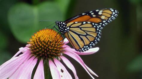 monarch butterflies face  dicamba pesticide threat  kansas city