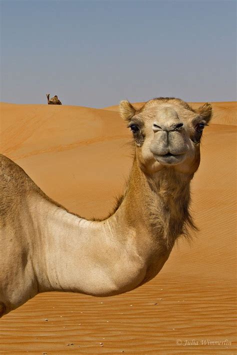 Pin On I Love Camels