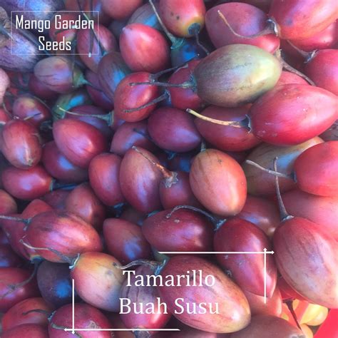 Tamarillo Purple Buah Susu Seeds 20 Seed Pot Friendly Tanam Pasu