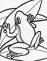 Frog Frogs Sheets Leap Clipartmag Bestcoloringpagesforkids sketch template