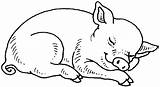 Cerdo Cerdos Schwein Durmiendo Cochon Animales Porcelets Dort Maialini Porc Chancho Marrano Animaux Colorir Cochons Porquinho Mamiferos Perros Peppa Chanchos sketch template
