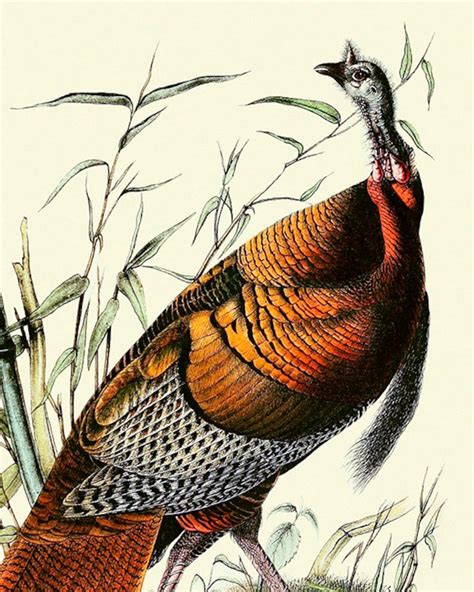 turkey wild turkey poster audubon art john james audubon etsy