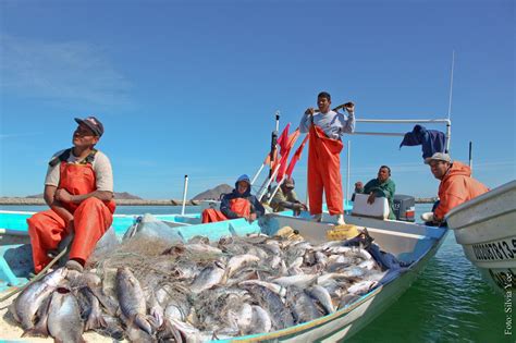 revitalizing  mexican corvina fishery  sustainable management