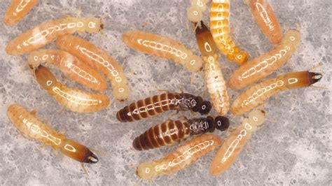 life with no males these termites show that it s possible the new