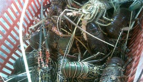 puluhan ribu lobster hasil operasi penyeludupan dilepasliarkan