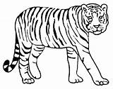 Coloring Trolley Getdrawings Pages Tiger sketch template