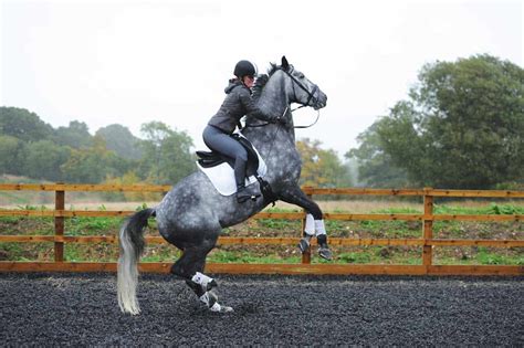 webhorse rearing  rider horse  rider