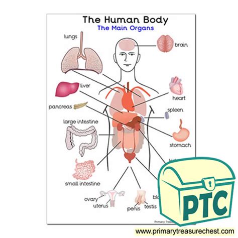 main organs   human body  poster primary treasure chest