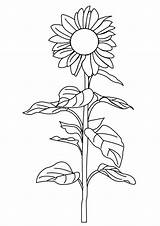 Sonnenblume Ausmalbilder Ausmalbild sketch template