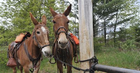 trail riding  mules  minnesota club bucks myths