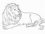 Lion Coloring Singa Mewarnai Lions Belajar Raja Hutan Sketch Coloriages Jungle Coloringhome Coloringbay sketch template