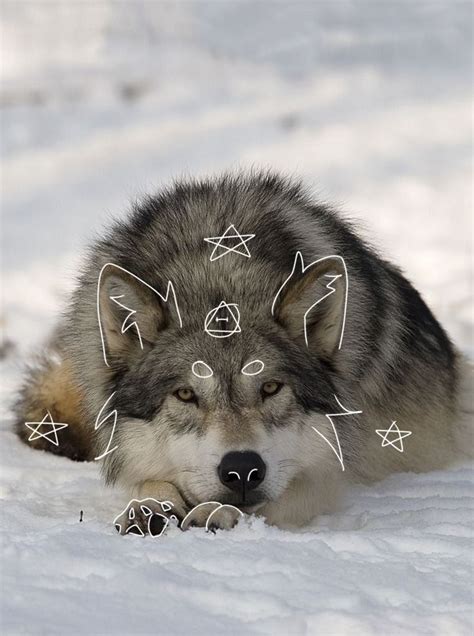 wolf therian pfp lobos
