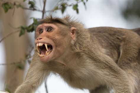 fun  rhesus macaques