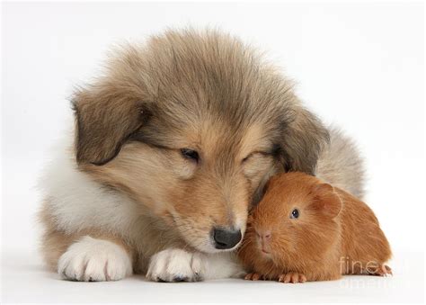 sable rough collie puppy  baby red photograph  mark taylor fine