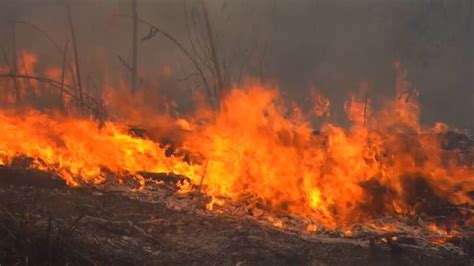 president van brazilie wil geen hulp om amazone branden te blussen nos jeugdjournaal