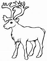 Caribou Coloriage Coloring Pages Clipart Reindeer Animals sketch template