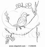 Outlined Clipart Coloring Tree Bird Cartoon Vector Thrush Blossoming Wood Bobolink Wheat Grass Picsburg Branch Cardinal Blossom sketch template