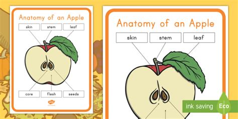 anatomy   apple poster teacher