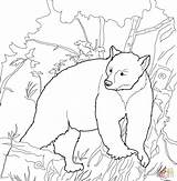 Bear Coloring Pages Kermode Bears Hibernating American Color Printable Colorear Sheet Drawing Adults Para Polar Clipart Print Drawings sketch template